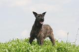 BOUVIER DES ARDENNES 354